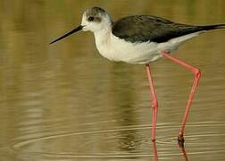 Black-winged Stilt