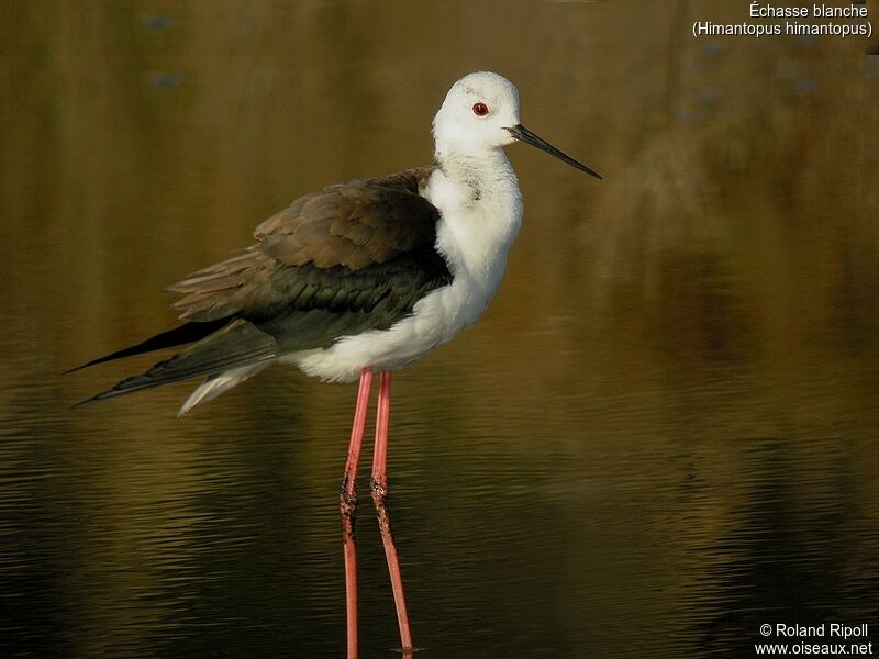 Black-winged Stiltadult breeding