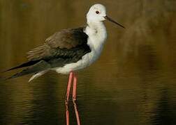 Black-winged Stilt