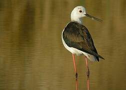 Black-winged Stilt