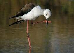 Black-winged Stilt