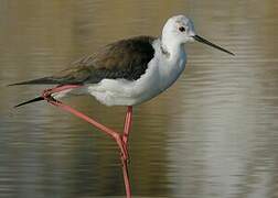 Black-winged Stilt