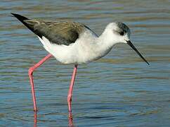 Black-winged Stilt