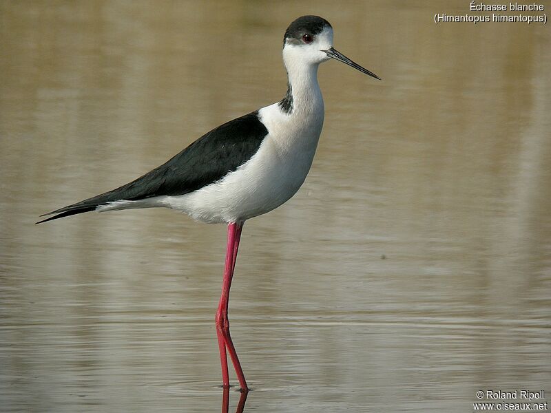 Black-winged Stiltadult breeding