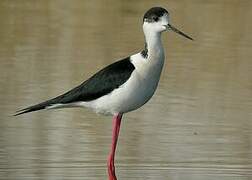 Black-winged Stilt