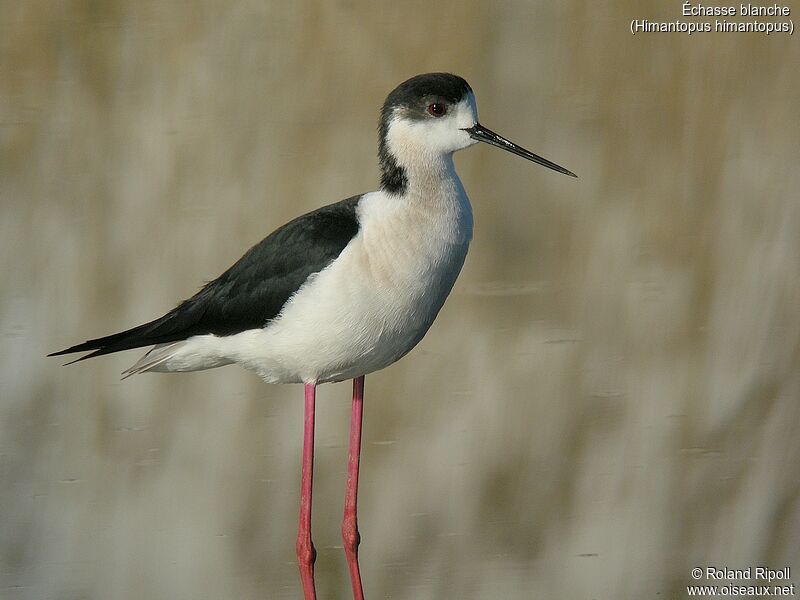 Black-winged Stiltadult breeding