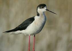 Black-winged Stilt