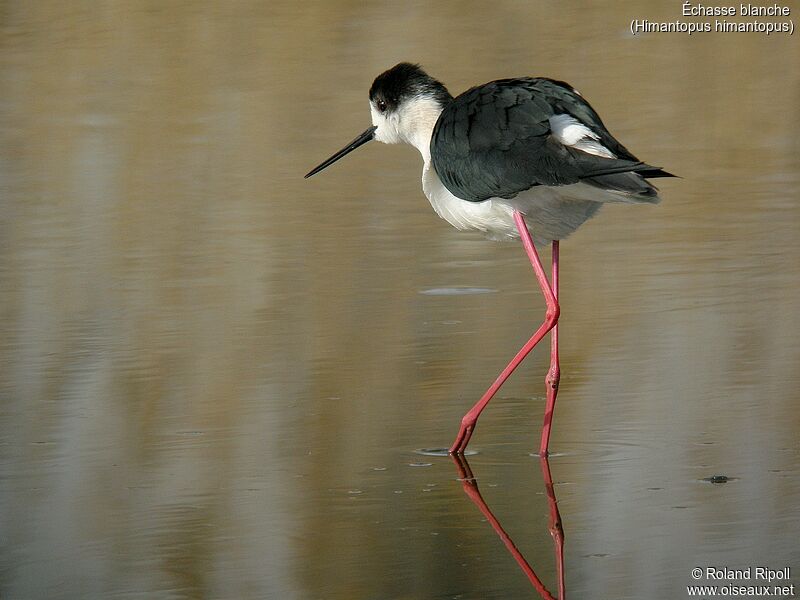 Black-winged Stiltadult breeding