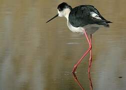 Black-winged Stilt