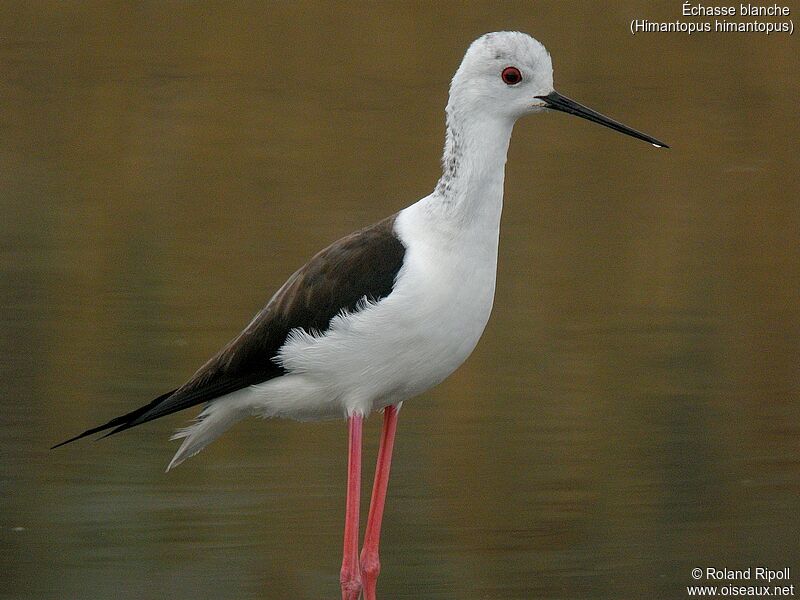 Black-winged Stiltadult breeding