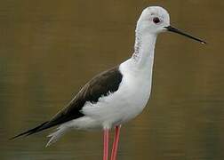 Black-winged Stilt