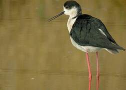 Black-winged Stilt