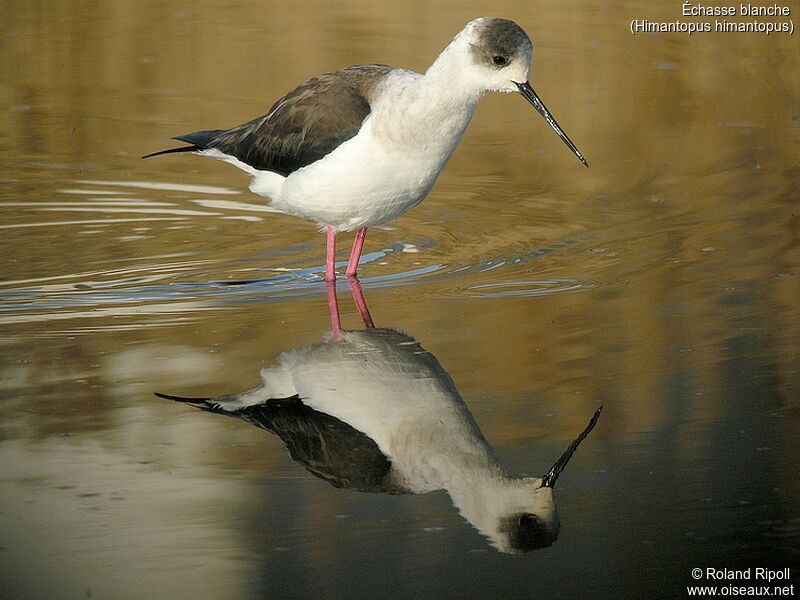 Black-winged Stiltadult breeding