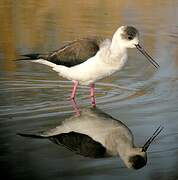 Black-winged Stilt