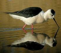 Black-winged Stilt