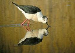 Black-winged Stilt