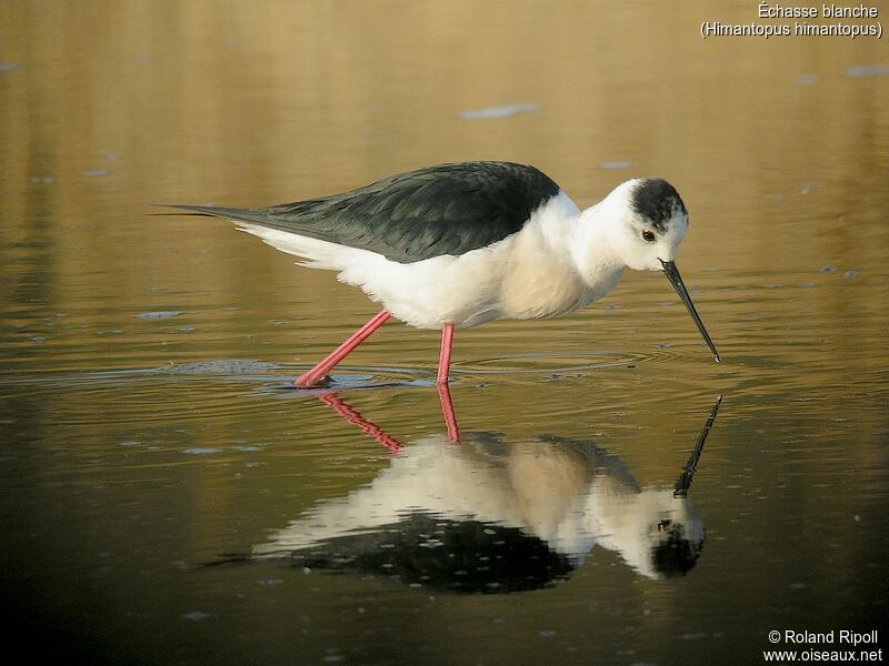 Black-winged Stiltadult breeding