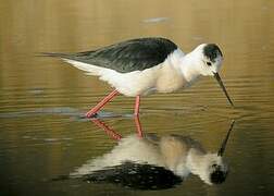 Black-winged Stilt