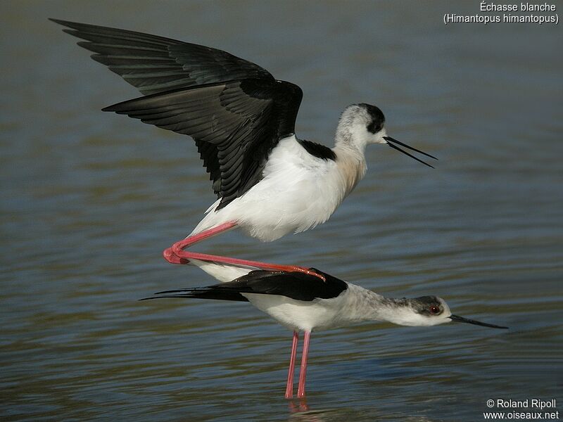 Black-winged Stiltadult breeding