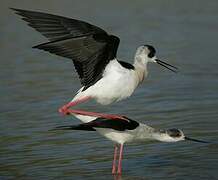 Black-winged Stilt