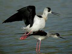 Black-winged Stilt