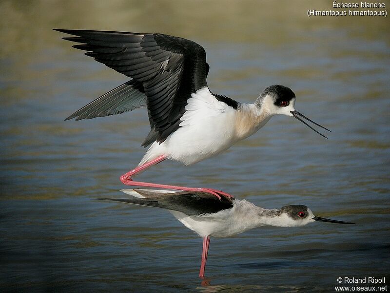 Black-winged Stiltadult breeding