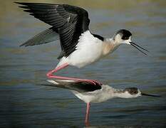 Black-winged Stilt