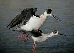 Black-winged Stilt