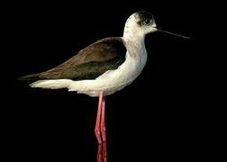 Black-winged Stilt