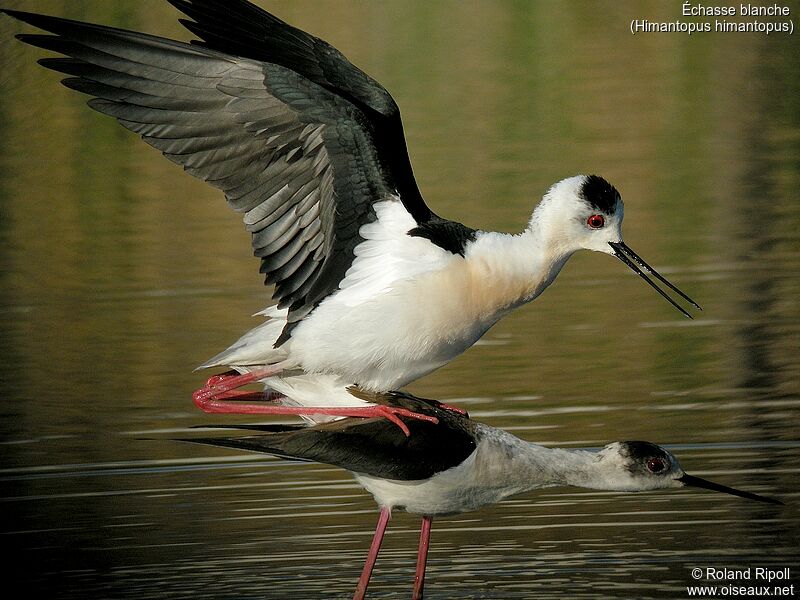 Black-winged Stiltadult breeding