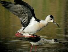 Black-winged Stilt