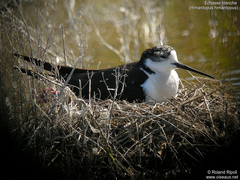 Black-winged Stiltadult breeding