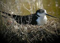 Black-winged Stilt