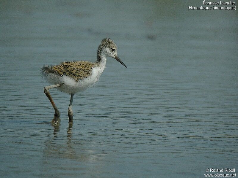 Black-winged Stiltjuvenile