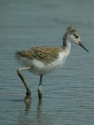 Black-winged Stilt