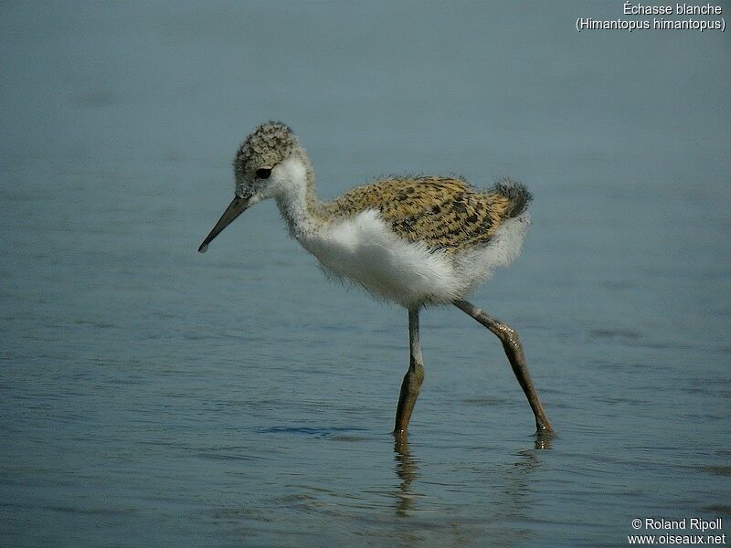 Black-winged Stiltjuvenile