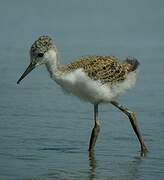 Black-winged Stilt