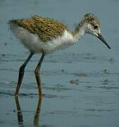 Black-winged Stilt