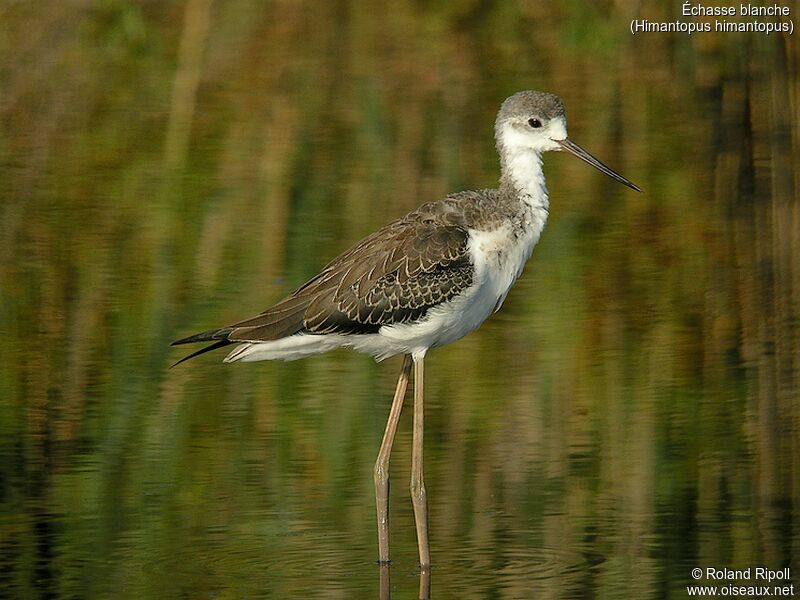 Black-winged Stiltimmature