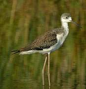 Black-winged Stilt