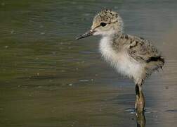 Black-winged Stilt