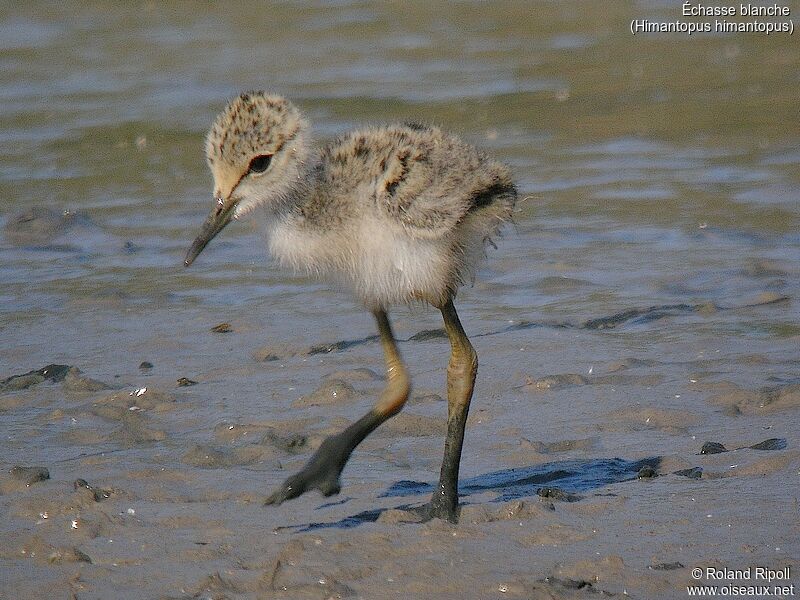 Black-winged Stiltjuvenile