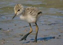 Black-winged Stilt