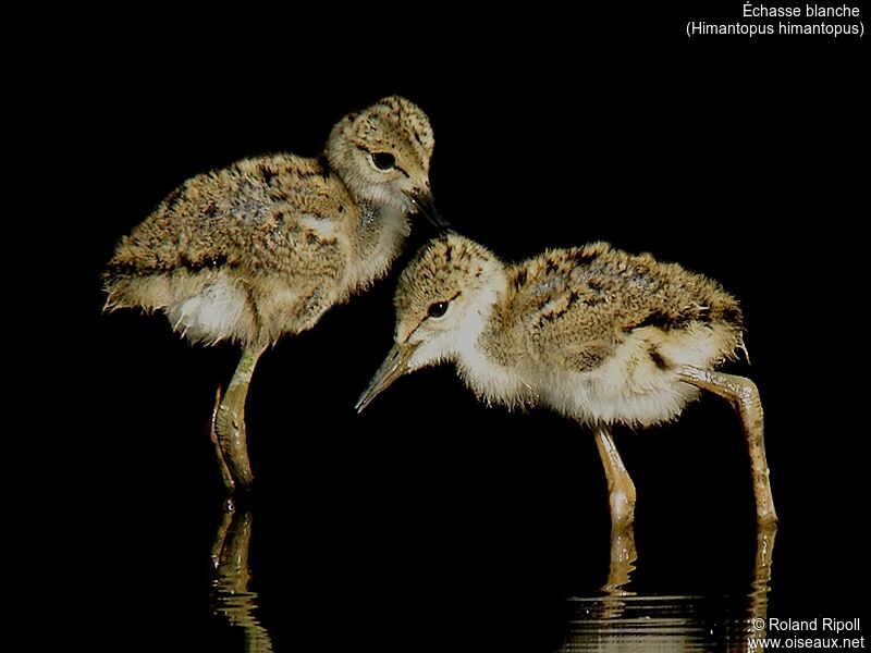 Black-winged Stiltjuvenile