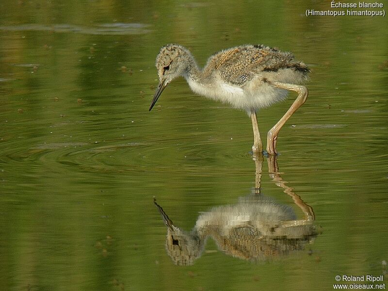 Black-winged Stiltjuvenile