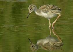 Black-winged Stilt