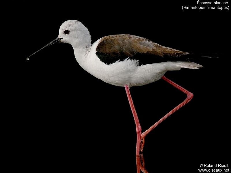 Black-winged Stiltadult breeding