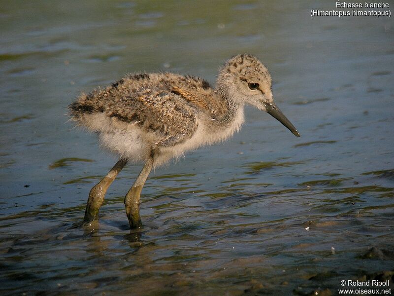 Black-winged Stiltjuvenile