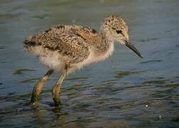 Black-winged Stilt