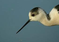 Black-winged Stilt